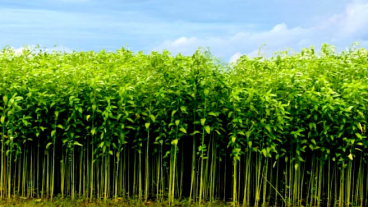 দেশের সোনালী আঁশ-পাট আজ বিলুপ্ত প্রায়