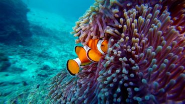 Clownfishes in Anemone 4K Video