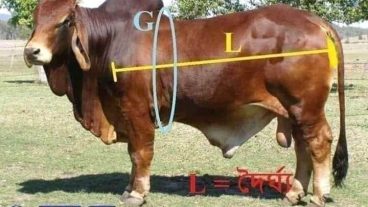 গরুর ওজন এবং মাংস বের করার গাণিতিক সূত্র