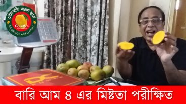 বারি আম ৪ বাংলাদেশে সাম্প্রতিককালের জনপ্রিয় আম