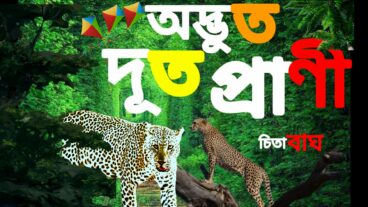 পৃথিবীর, কিছু দূত গতিতে চলতে পারা চিতা বাঘ নিচে ইউটুব থেকে ভিডিও দেখে আসুন