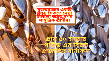 প্রায় ৫০ হাজার পাউন্ড-এর বিরল প্রজাতির বার্নাকল, যুক্তরাজ্যের একটি সমুদ্র সৈকতে দেখা মিললো অদ্ভুত দর্শন সামুদ্রিক প্রাণীর, LTTBNews
