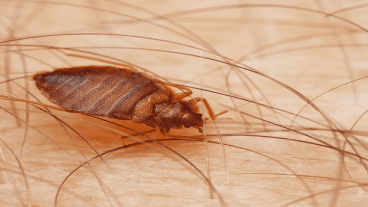 কেয়ার পেস্ট কন্ট্রোল বিডি