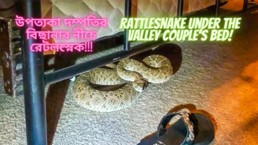 Rattlesnake under the valley couple’s bed  উপত্যকা দম্পতির বিছানার নীচে রেটলস্নেক!  LTTBNews
