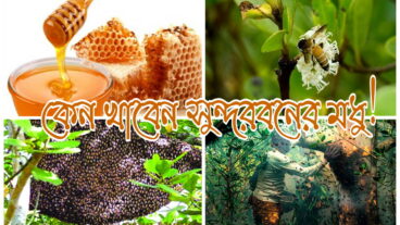 কেন খাবেন সুন্দরবনের খলিশা ফুলের মধু