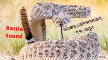 Snake Sound effect  Rattle Sound  LTTBNews
