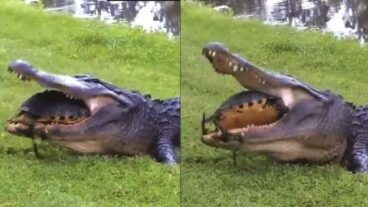 কুমিরও হার মানলো কচ্ছপের কাছে!