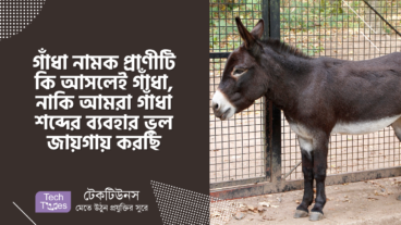 গাঁধা নামক প্রাণীটি কি আসলেই গাঁধা, নাকি আমরা গাঁধা শব্দের ব্যবহার ভুল জায়গায় করছি