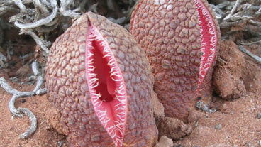 আজব উদ্ভিদ ভ্যাম্পায়ার