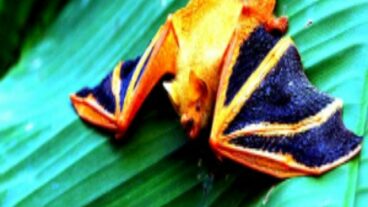 বাংলাদেশে বিলুপ্ত ঘোষিত বাদুড়ের সন্ধান