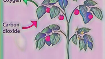 সা‌লোকসং‌শ্লেষণ ও এর গুরুত্ব