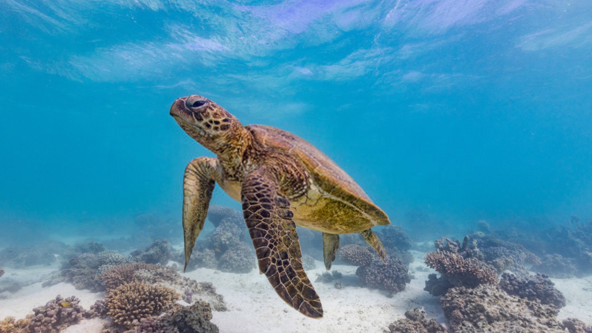 সমুদ্র শুকিয়ে গেলে মানুষের কি হবে?