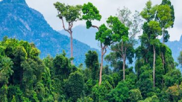 অরণ্য এবং আমাদের পরিবেশ