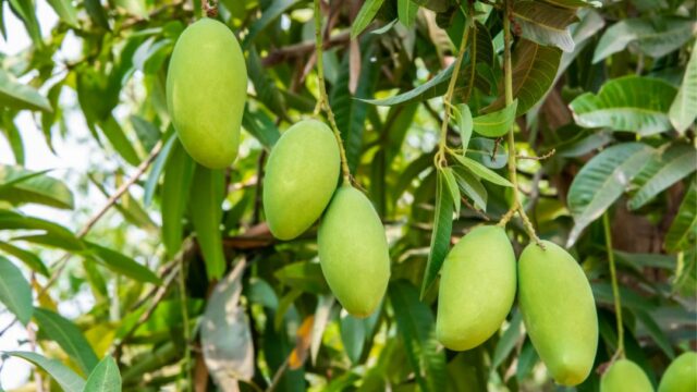 Mango tree