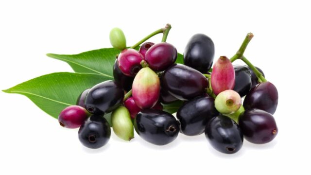 Java plum