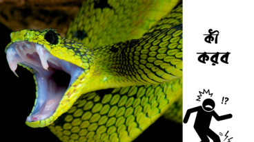 সাপে কামড়ালে কি করব?