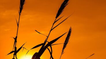 বাড়ি ফেরা