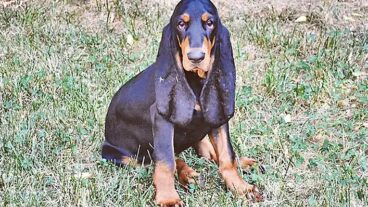 বিচত্র, সবচেয়ে লম্বা কানের কুকুর