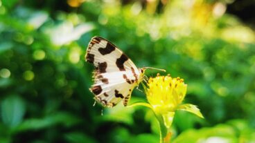 পৃথিবীর অনিন্দ্য সুন্দর প্রানীর মধ্যে অন্যতম একটি প্রজাপতি