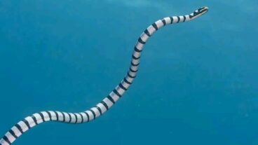 সামুদ্রিক সাপ সম্পর্কে কিছু অজানা তথ্য জেনে নিন