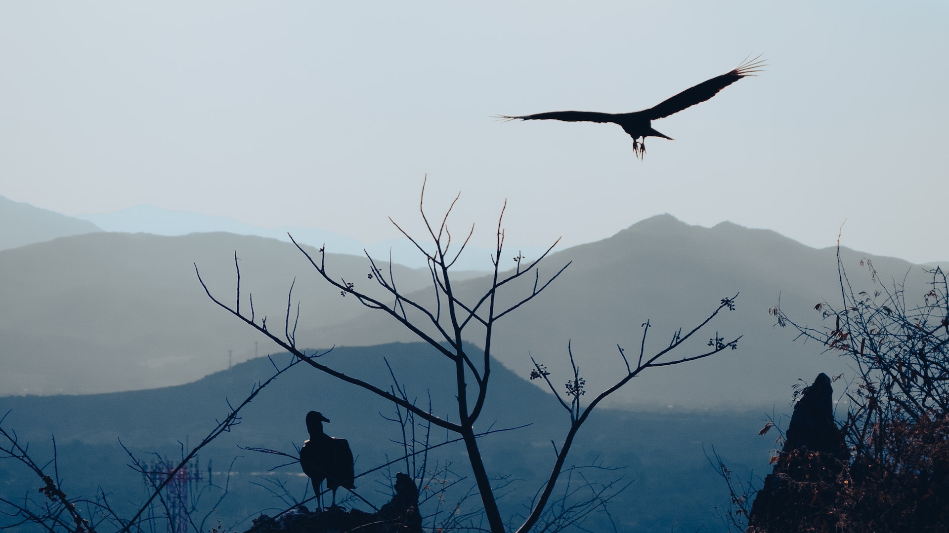পাখিদের বায়ুতে ভেসে থাকা