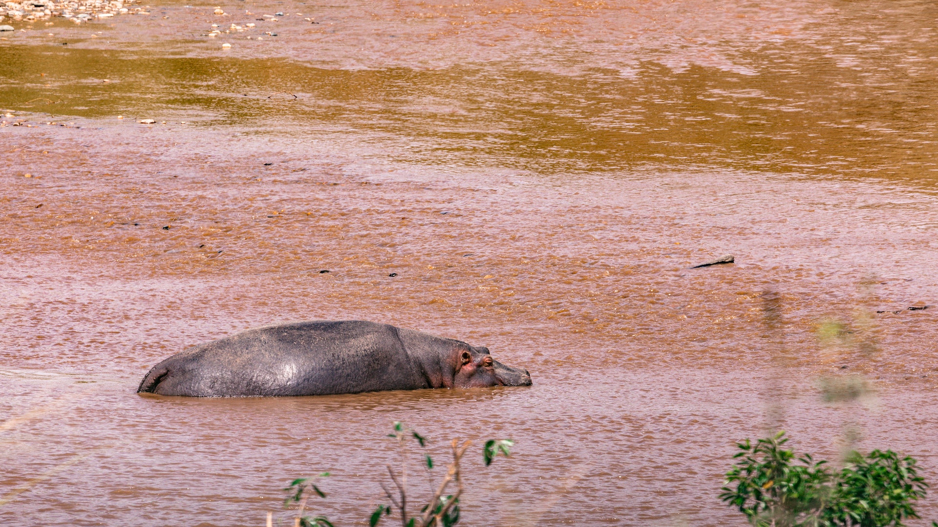 পানির যেকোনো স্থানেই থেকে যাওয়া