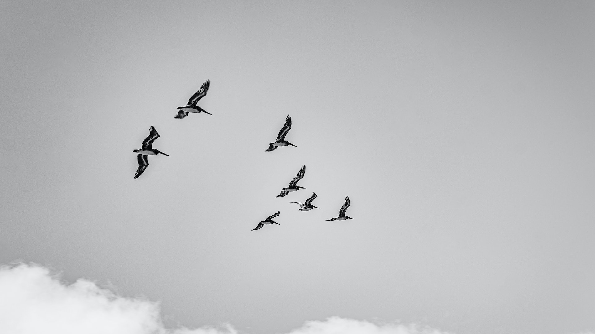 পাখিরা দিক পালটায় কি করে