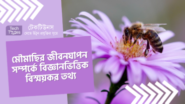 মৌমাছির জীবনযাপন সম্পর্কে বিজ্ঞানভিত্তিক বিস্ময়কর তথ্য