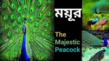 দ্য ম্যাজেস্টিক ময়ূর: প্রকৃতির জীবন্ত মাস্টারপিস