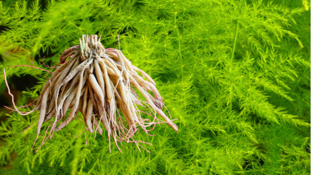 ঔষধী গ্রাম