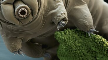 নামেই ভালুক তবে ভালুক নয়! অসীম ক্ষমতাধর টার্ডিগ্রেড!  রহস্যময়ী ক্ষুদ্রজীব Water Bear