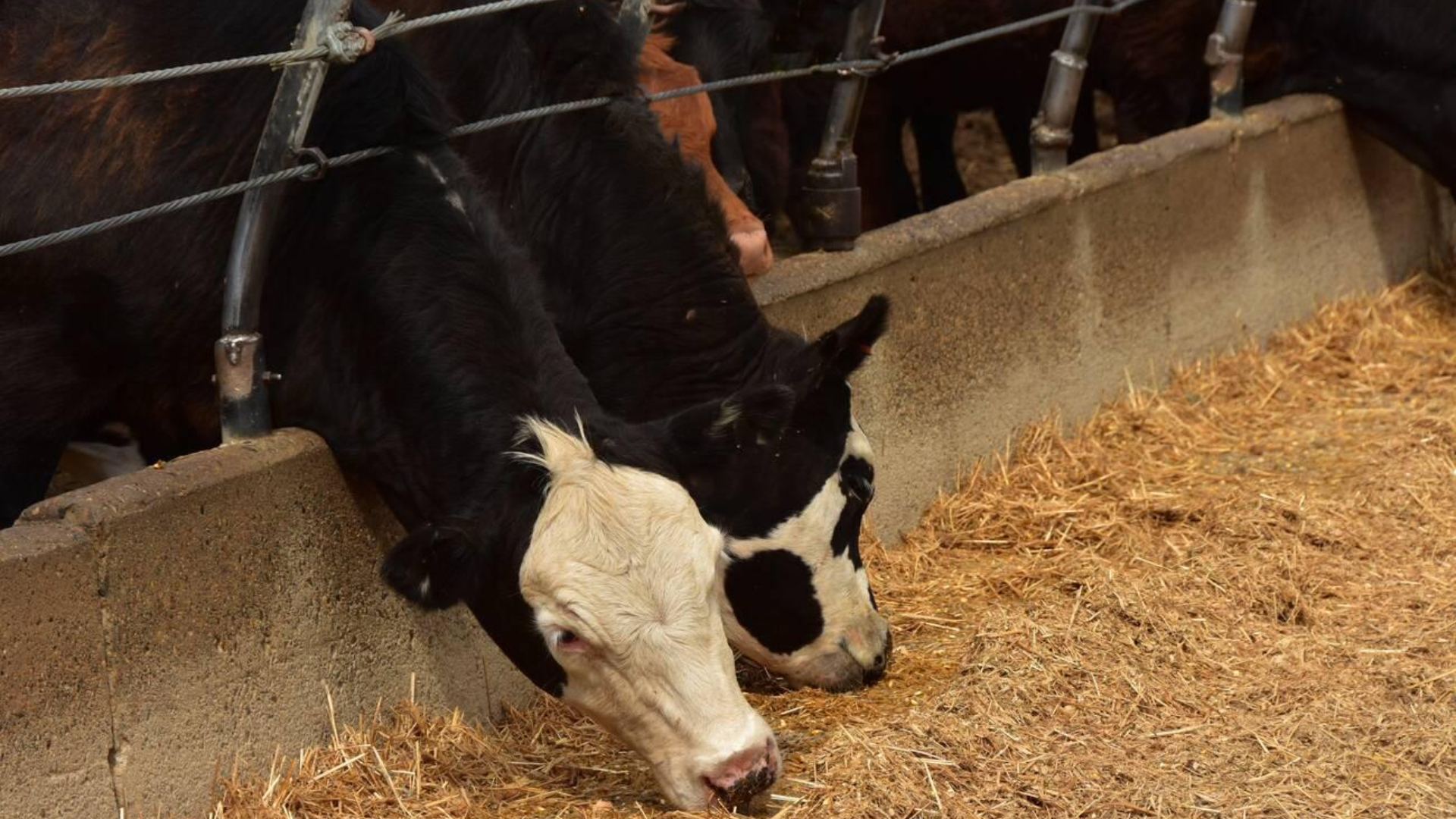 বর্তমানে সবচেয়ে লাভজনক ব্যবসা আইডিয়া