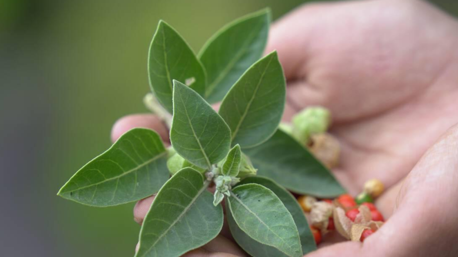 অশ্বগন্ধার উপকারিতা