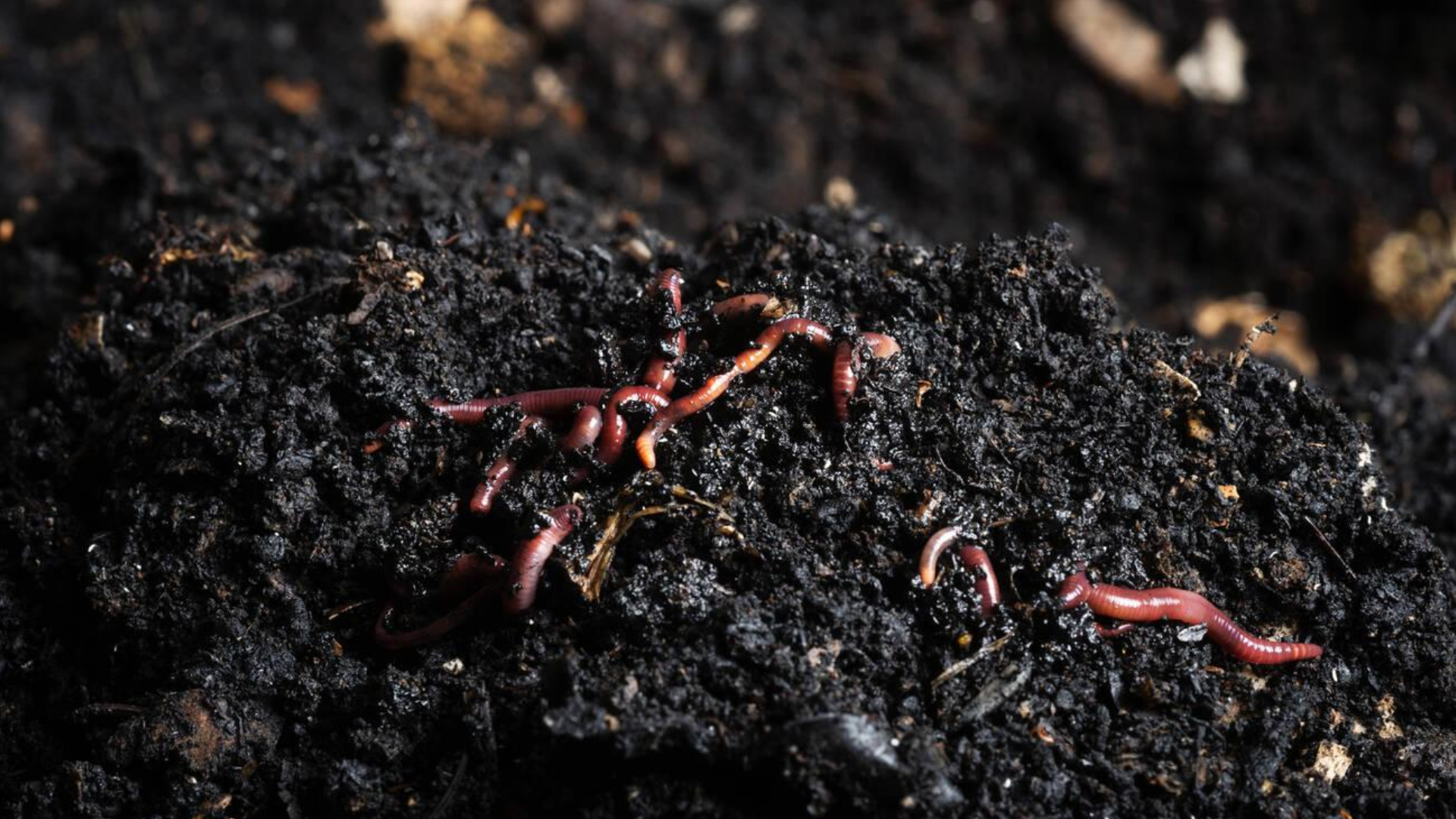 গ্রামের জন্য ব্যবসার আইডিয়া