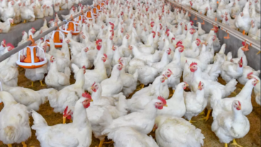 মুরগির সাধারণ রোগ সম্পর্কে জানুন আমার টিউনের সাথে