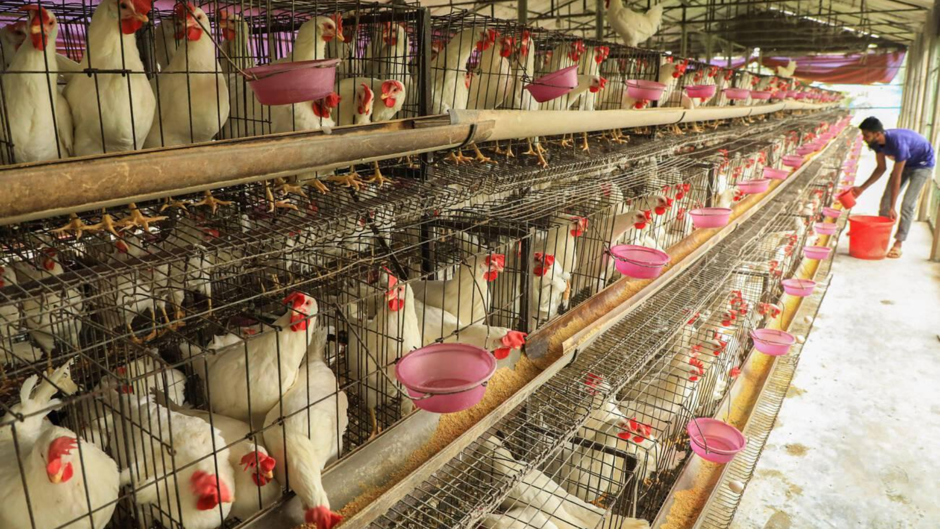 গ্রামের জন্য ব্যবসার আইডিয়া