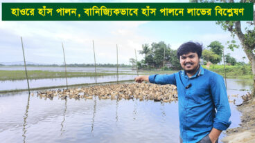 🦆 হাওরে হাঁস পালন, বানিজ্যিকভাবে হাঁস পালনে লাভের বিশ্লেষণ তাওয়াক্কুল হাঁসের খামার