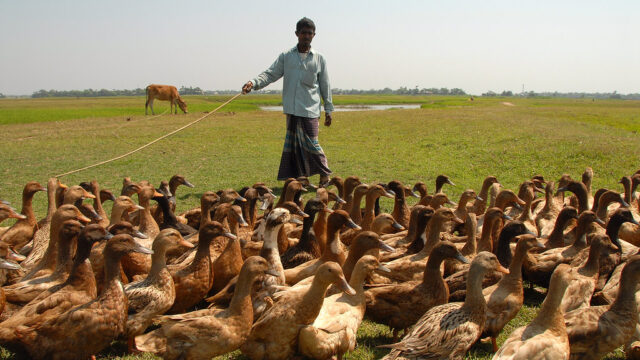 নিউক্যাসেল রোগে আক্রান্ত হাঁসের ঘাড় বাঁকা হয়ে গেছে