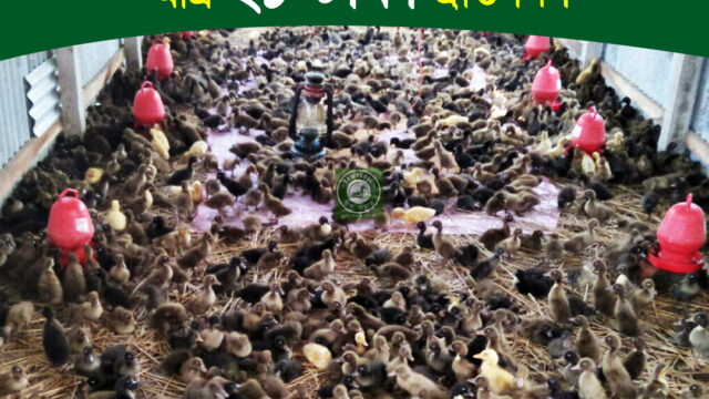 হাঁসের খামারে ব্রুডিং সম্পন্ন সুস্থ হাঁসের বাচ্চা – কম দামে বিক্রয় চলছে
