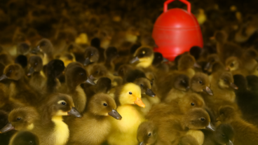 হাঁসের বাচ্চা নির্বাচন, ব্রুডিং ও পরিচর্যা: সফল হাঁস খামারের প্রথম ধাপ