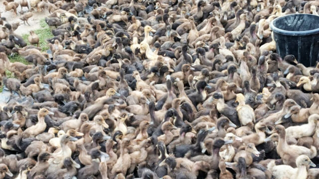 হাঁসের বাচ্চার ব্রুডিং পদ্ধতি