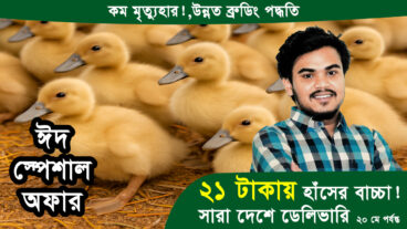 🐥 কম দামে হাঁসের বাচ্চা পাওয়া যায় – নতুন ও পুরাতন খামারিদের জন্য দারুণ সুযোগ!
