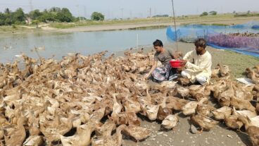 🦆 হাঁসের সাধারণ রোগ ও প্রতিকার: ভাইরাস, ব্যাকটেরিয়া ও লক্ষণভিত্তিক পরিচর্যা