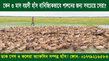কেন ৩ মাস বয়সী হাঁস বানিজ্যিকভাবে পালনের জন্য সবচেয়ে সেরা? তাওয়াক্কুল হাঁসের খামার