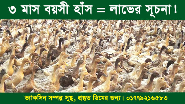 তাওয়াক্কুল হাঁসের খামারের ফার্ম ভিউ ইউটিউব ভিডিও থেকে