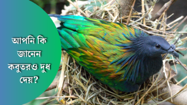 আপনি কি জানেন কবুতর দুধ দেয়?জেনে নিন কবুতরের দুধের বিস্তারিত