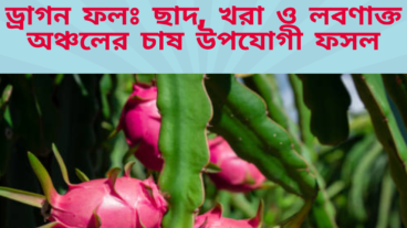 ড্রাগন ফল – ছাদ, খরা ও লবণাক্ত অঞ্চলের চাষ উপযোগী ফসল
