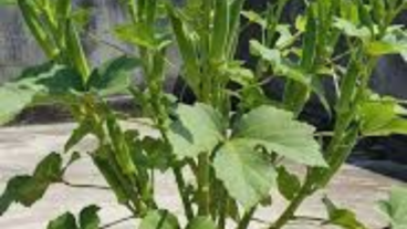 ঢেঁড়স – ছাদ বাগানে চাষের উপযুক্ত সবজি ফসল