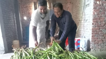 কৃষক আব্দুল খালেকের অভাব সময়ের বন্ধু লতিরাজ কচু