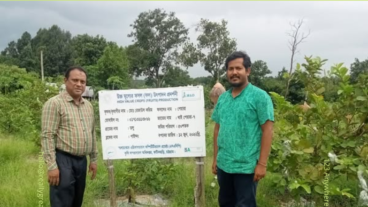 বারোমাসী পেয়ারা চাষ! রেজাউলের সফলতার সোপান!